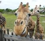 Camel close up