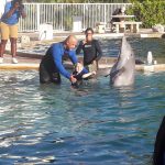 August shaking hands with Dolphin